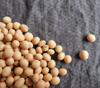 Osteoporosis | ¿Comó puede ayudarte la soja?