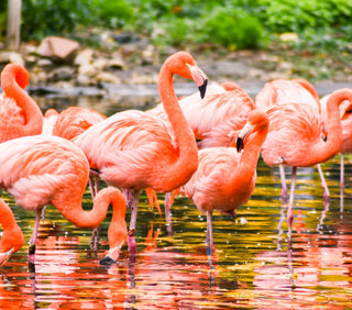 Astaxantina y salud | El Secreto de los Flamencos